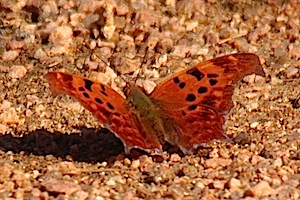 Question Mark Butterfly